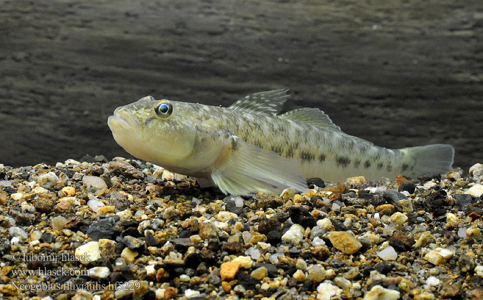 Monkey goby Neogobius fluviatilis Flussgrundel Hlaváč říční Guvid baltă Babka szczupła Býčko piesočný Folyami géb Бычок-песочник Pontische stroomgrondel Бичок-бабка