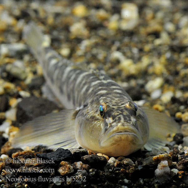 Babka szczupła Monkey goby Neogobius fluviatilis Flussgrundel Hlaváč říční Guvid baltă Býčko piesočný Folyami géb Бычок-песочник Pontische stroomgrondel Бичок-бабка