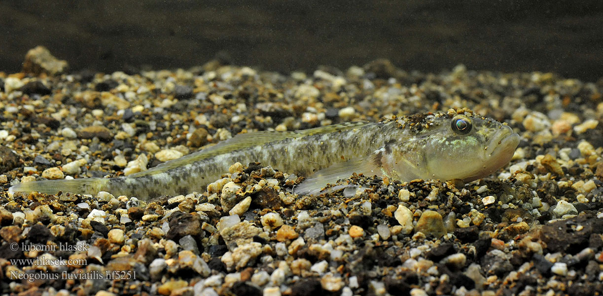 Neogobius fluviatilis Babka szczupła Monkey goby Flussgrundel Hlaváč říční Guvid baltă Býčko piesočný Folyami géb Бычок-песочник Pontische stroomgrondel Бичок-бабка