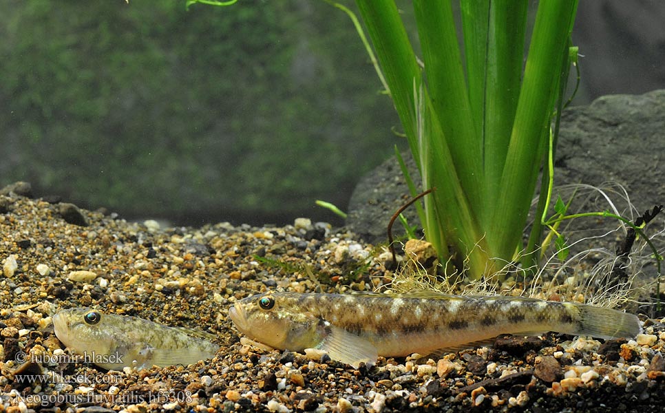 Býčko piesočný Neogobius fluviatilis Babka szczupła Monkey goby Flussgrundel Hlaváč říční Guvid baltă Folyami géb Бычок-песочник Pontische stroomgrondel Бичок-бабка