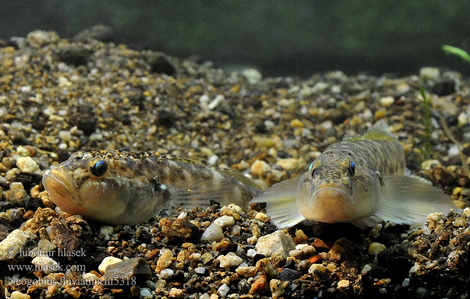 Folyami géb Býčko piesočný Neogobius fluviatilis Babka szczupła Monkey goby Flussgrundel Hlaváč říční Guvid baltă Бычок-песочник Pontische stroomgrondel Бичок-бабка