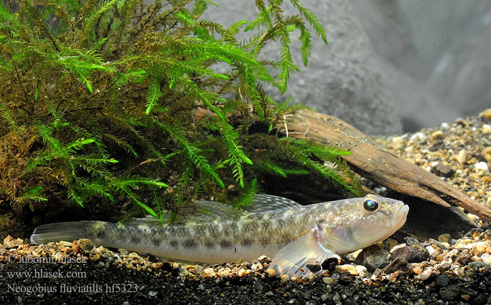 Бычок-песочник Neogobius fluviatilis Folyami géb Býčko piesočný Babka szczupła Monkey goby Flussgrundel Hlaváč říční Guvid baltă Pontische stroomgrondel Бичок-бабка