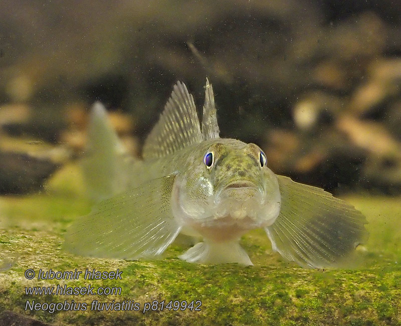 Neogobius fluviatilis