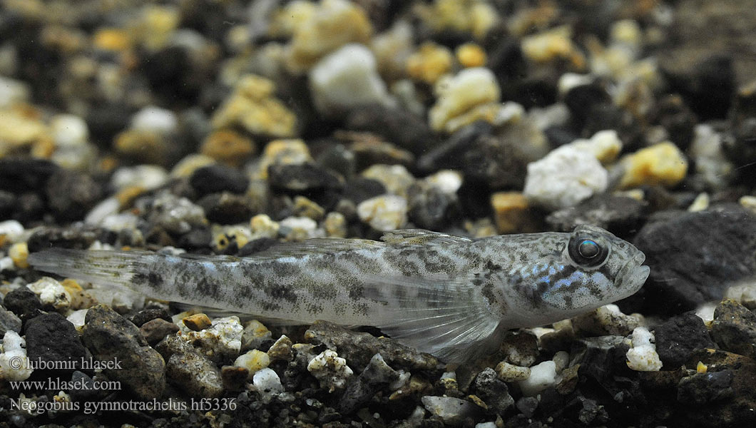 Neogobius gymnotrachelus Babka Racer goby Hlaváč holokrký Nackthalsgrundel Babka łysa Býčko nahotemenný Csupasztorkú géb Бычок-гонец Gobie douce Naakthalsgrondel Бичок-гонець Ghiozzo Danubio Küçük Kaya Balığı Moacă nămol