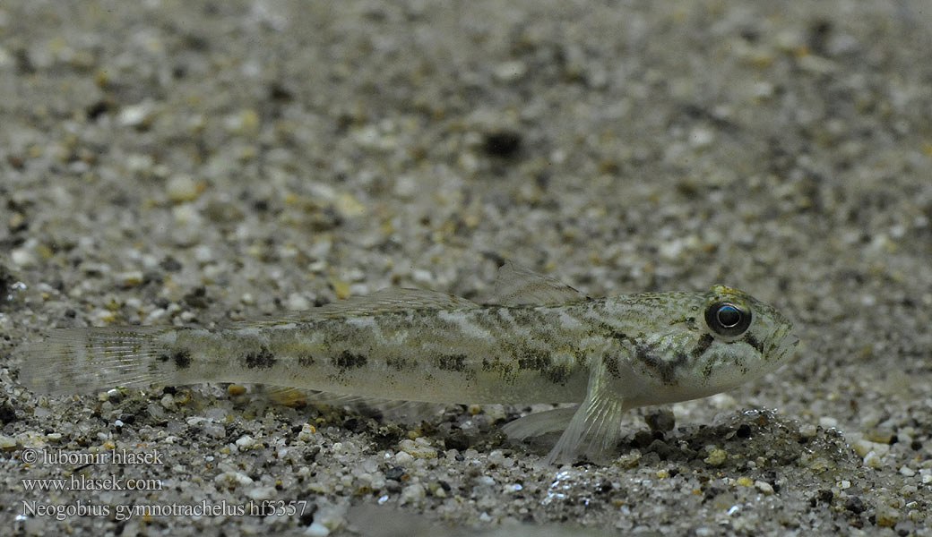 Neogobius_gymnotrachelus_hf5357