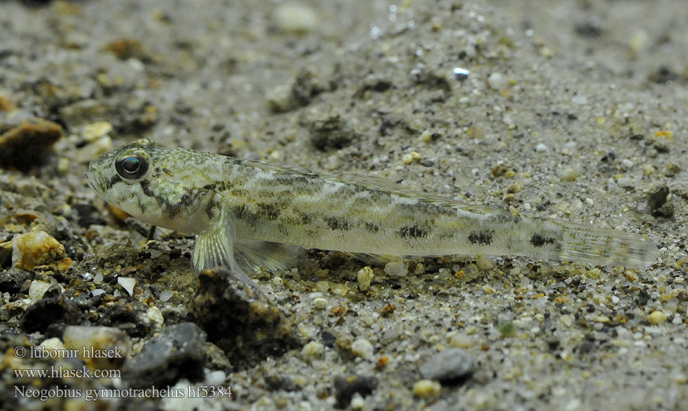 Ghiozzo Danubio Küçük Kaya Balığı Moacă nămol Neogobius gymnotrachelus Babka Racer goby Hlaváč holokrký Nackthalsgrundel Babka łysa Býčko nahotemenný Csupasztorkú géb Бычок-гонец Gobie douce Naakthalsgrondel Бичок-гонець