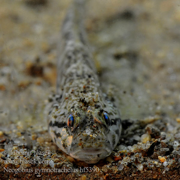 Moacă nămol Neogobius gymnotrachelus Babka Racer goby Hlaváč holokrký Nackthalsgrundel Babka łysa Býčko nahotemenný Csupasztorkú géb Бычок-гонец Gobie douce Naakthalsgrondel Бичок-гонець Ghiozzo Danubio Küçük Kaya Balığı