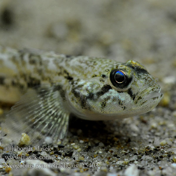 Babka Racer goby Hlaváč holokrký Nackthalsgrundel Babka łysa Býčko nahotemenný Csupasztorkú géb Бычок-гонец Gobie douce Naakthalsgrondel Бичок-гонець Ghiozzo Danubio Küçük Kaya Balığı Moacă nămol Neogobius gymnotrachelus