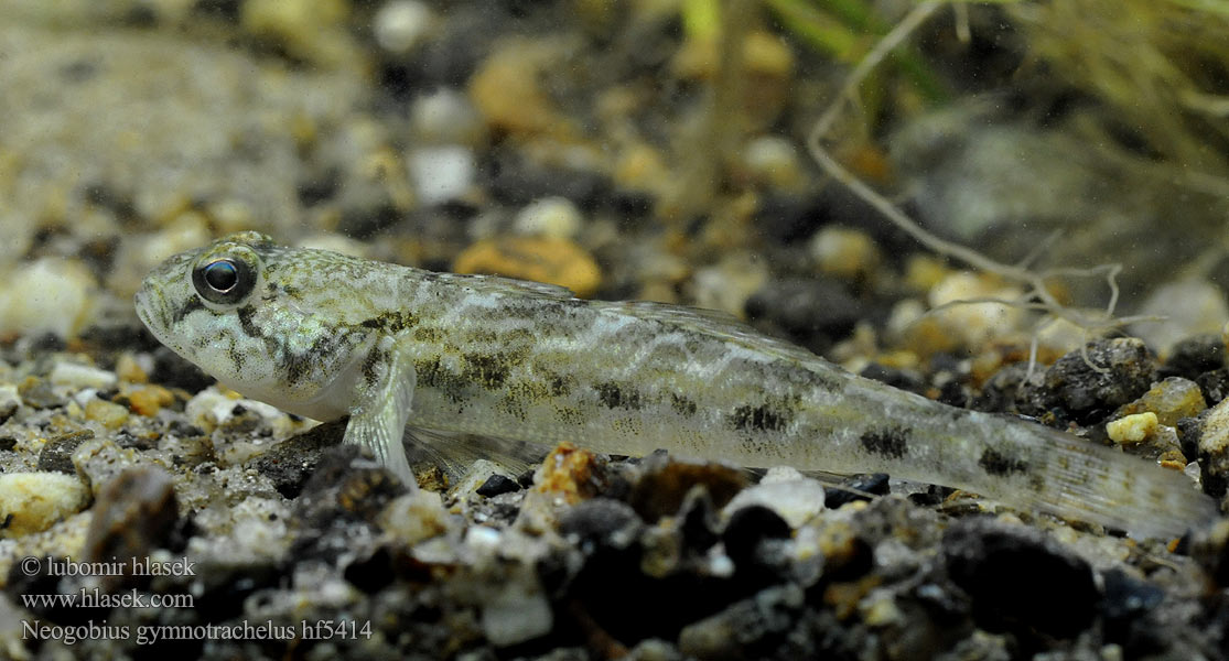 Racer goby Hlaváč holokrký Nackthalsgrundel Babka łysa Býčko nahotemenný Csupasztorkú géb Бычок-гонец Gobie douce Naakthalsgrondel Бичок-гонець Ghiozzo Danubio Küçük Kaya Balığı Moacă nămol Neogobius gymnotrachelus Babka