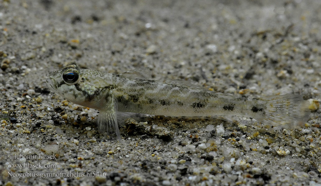 Hlaváč holokrký  Neogobius gymnotrachelus