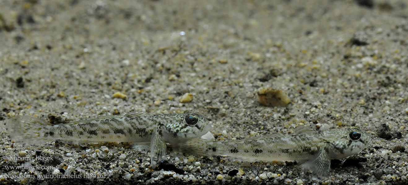 Neogobius_gymnotrachelus_hf5426