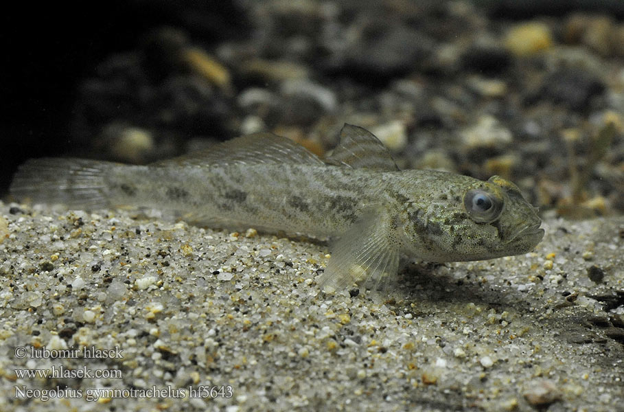 Neogobius_gymnotrachelus_hf5643