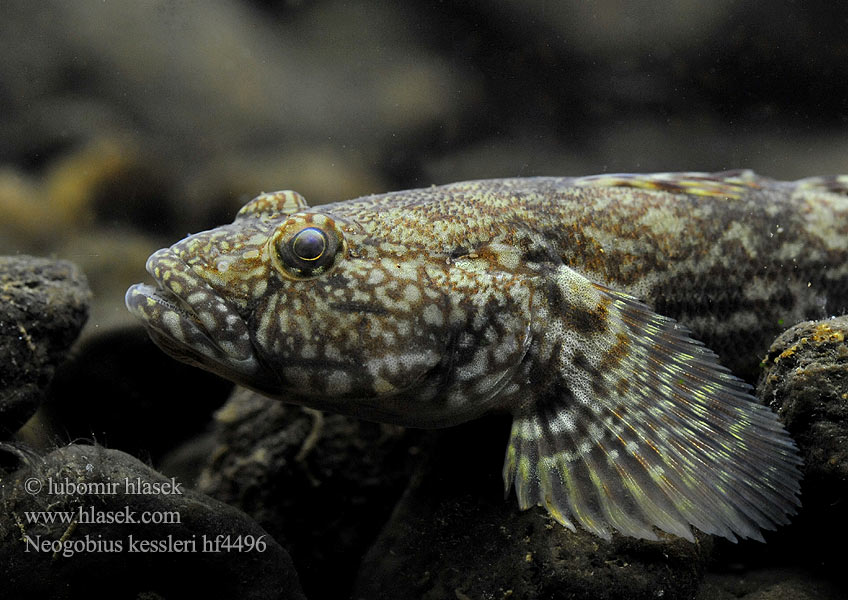 Neogobius kessleri Ponticola Bighead goby Hlaváč Kesslerův Kessler-Grundel Babka potokowa Býčko hlavatý Kessler-géb Бычок-головач Gobie Kessler Kesslers grondel Бичок-головань Кеслерово попче Ponticola kessleri Guvid baltă