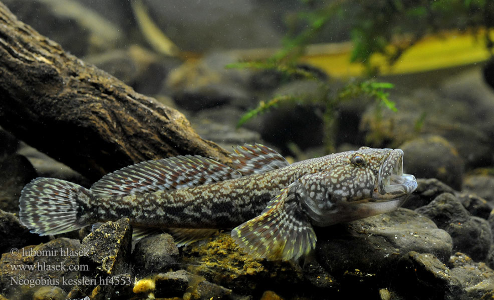 Ponticola kessleri Neogobius Bighead goby Hlaváč Kesslerův Kessler-Grundel Babka potokowa Býčko hlavatý Kessler-géb Бычок-головач Gobie Kessler Kesslers grondel Бичок-головань Кеслерово попче Ponticola kessleri Guvid baltă