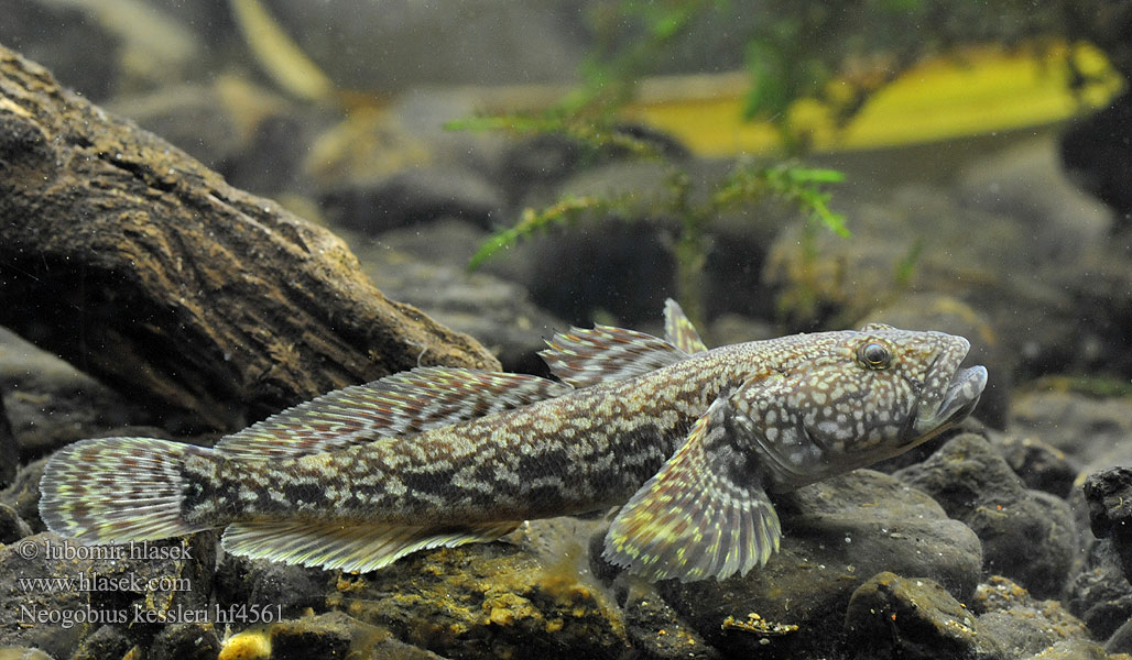 Bighead goby Hlaváč Kesslerův Kessler-Grundel Babka potokowa Býčko hlavatý Kessler-géb Бычок-головач Gobie Kessler Kesslers grondel Бичок-головань Кеслерово попче Ponticola kessleri Guvid baltă Ponticola kessleri Neogobius