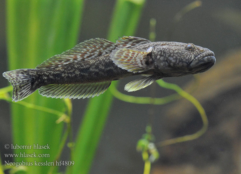 Gobie Kessler Kesslers grondel Бичок-головань Кеслерово попче Ponticola kessleri Guvid baltă Ponticola kessleri Neogobius Bighead goby Hlaváč Kesslerův Kessler-Grundel Babka potokowa Býčko hlavatý Kessler-géb Бычок-головач