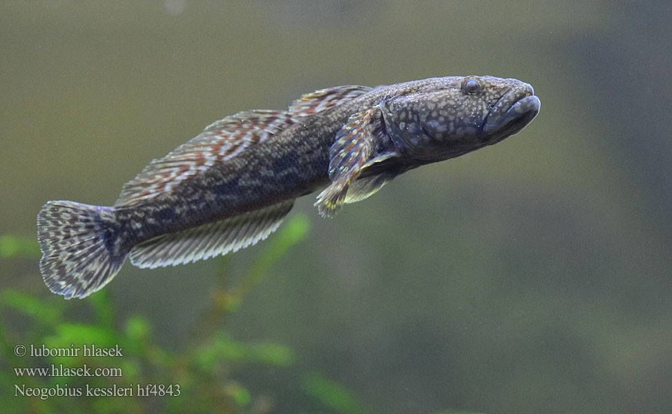 Kesslers grondel Бичок-головань Кеслерово попче Ponticola kessleri Guvid baltă Ponticola kessleri Neogobius Bighead goby Hlaváč Kesslerův Kessler-Grundel Babka potokowa Býčko hlavatý Kessler-géb Бычок-головач Gobie Kessler