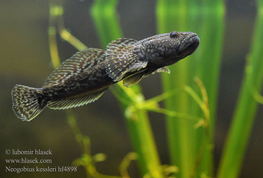 Бичок-головань Кеслерово попче Ponticola kessleri Guvid baltă Ponticola kessleri Neogobius Bighead goby Hlaváč Kesslerův Kessler-Grundel Babka potokowa Býčko hlavatý Kessler-géb Бычок-головач Gobie Kessler Kesslers grondel