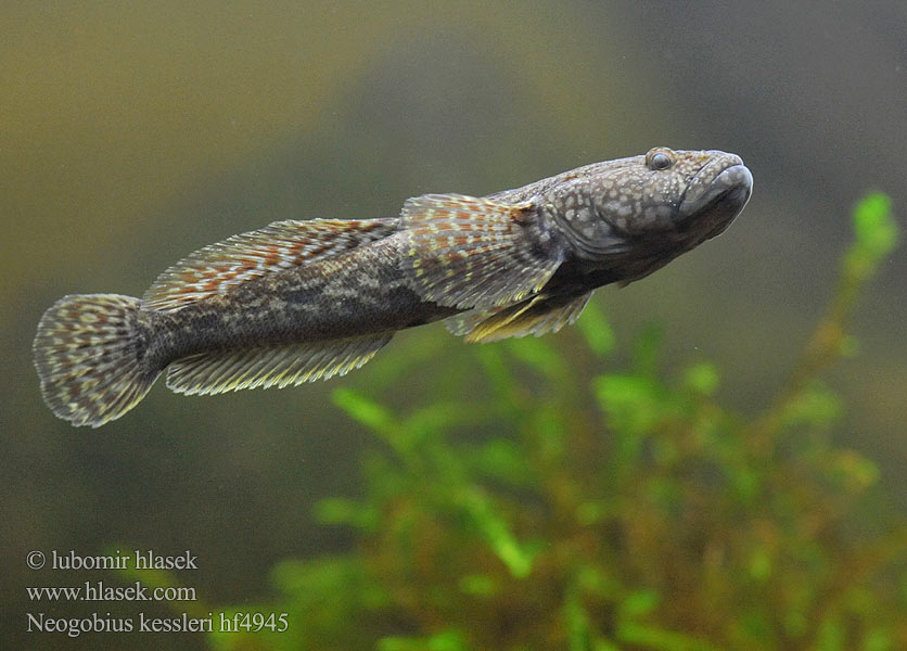 Кеслерово попче Ponticola kessleri Guvid baltă Neogobius kessleri Ponticola Bighead goby Hlaváč Kesslerův Kessler-Grundel Babka potokowa Býčko hlavatý Kessler-géb Бычок-головач Gobie Kessler Kesslers grondel Бичок-головань