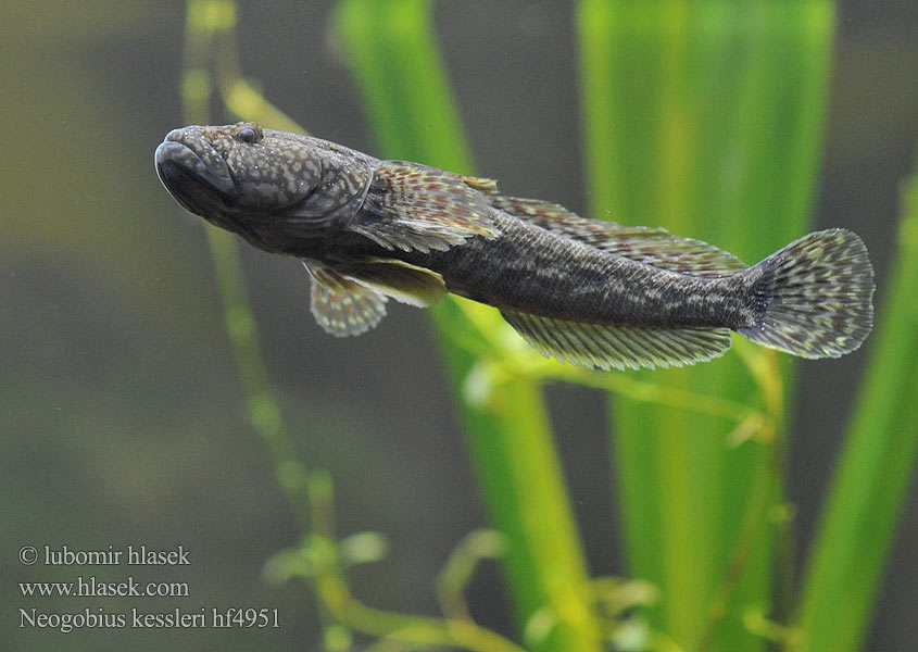 Ponticola kessleri Guvid baltă Neogobius kessleri Ponticola Bighead goby Hlaváč Kesslerův Kessler-Grundel Babka potokowa Býčko hlavatý Kessler-géb Бычок-головач Gobie Kessler Kesslers grondel Бичок-головань Кеслерово попче