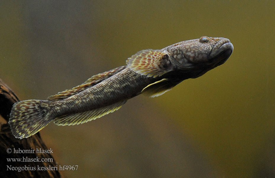 Guvid baltă Neogobius kessleri Ponticola Bighead goby Hlaváč Kesslerův Kessler-Grundel Babka potokowa Býčko hlavatý Kessler-géb Бычок-головач Gobie Kessler Kesslers grondel Бичок-головань Кеслерово попче Ponticola kessleri