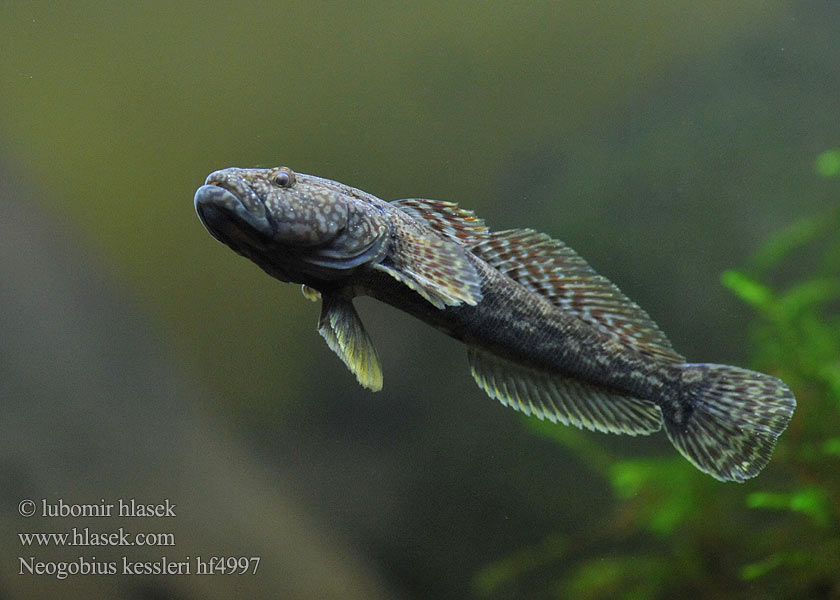 Neogobius kessleri Guvid baltă Bighead goby Hlaváč Kesslerův Kessler-Grundel Babka potokowa Býčko hlavatý Kessler-géb Бычок-головач Gobie Kessler Kesslers grondel Бичок-головань Кеслерово попче Ponticola kessleri