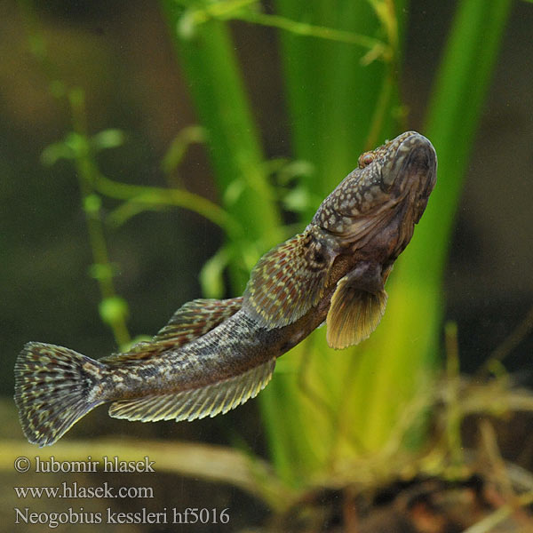 Bighead goby Neogobius kessleri Guvid baltă Hlaváč Kesslerův Kessler-Grundel Babka potokowa Býčko hlavatý Kessler-géb Бычок-головач Gobie Kessler Kesslers grondel Бичок-головань Кеслерово попче Ponticola kessleri