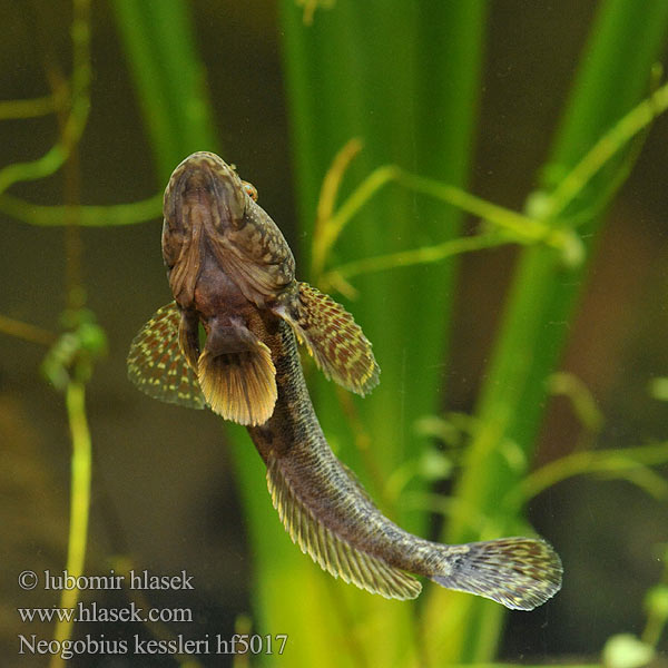 Neogobius kessleri Bighead goby Guvid baltă Hlaváč Kesslerův Kessler-Grundel Babka potokowa Býčko hlavatý Kessler-géb Бычок-головач Gobie Kessler Kesslers grondel Бичок-головань Кеслерово попче Ponticola kessleri