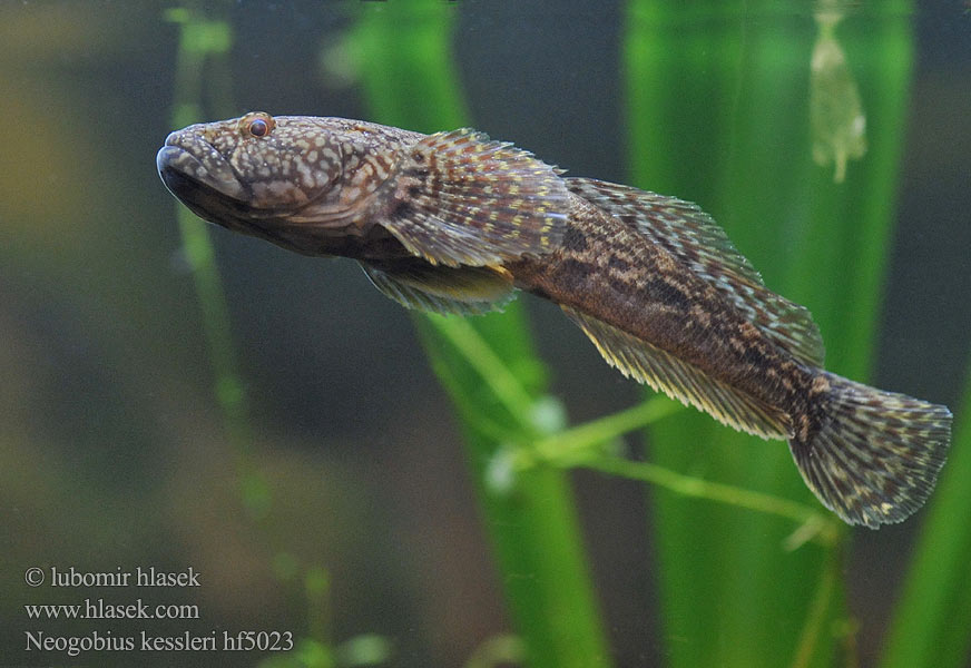 Hlaváč Kesslerův Neogobius kessleri Bighead goby Guvid baltă Kessler-Grundel Babka potokowa Býčko hlavatý Kessler-géb Бычок-головач Gobie Kessler Kesslers grondel Бичок-головань Кеслерово попче Ponticola kessleri