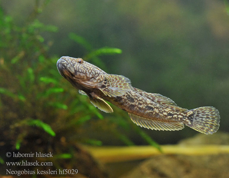 Kessler-Grundel Neogobius kessleri Hlaváč Kesslerův Bighead goby Guvid baltă Babka potokowa Býčko hlavatý Kessler-géb Бычок-головач Gobie Kessler Kesslers grondel Бичок-головань Кеслерово попче Ponticola kessleri