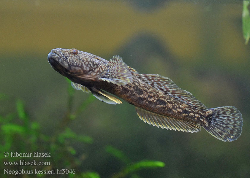 Neogobius kessleri Kessler-Grundel Hlaváč Kesslerův Bighead goby Guvid baltă Babka potokowa Býčko hlavatý Kessler-géb Бычок-головач Gobie Kessler Kesslers grondel Бичок-головань Кеслерово попче Ponticola kessleri