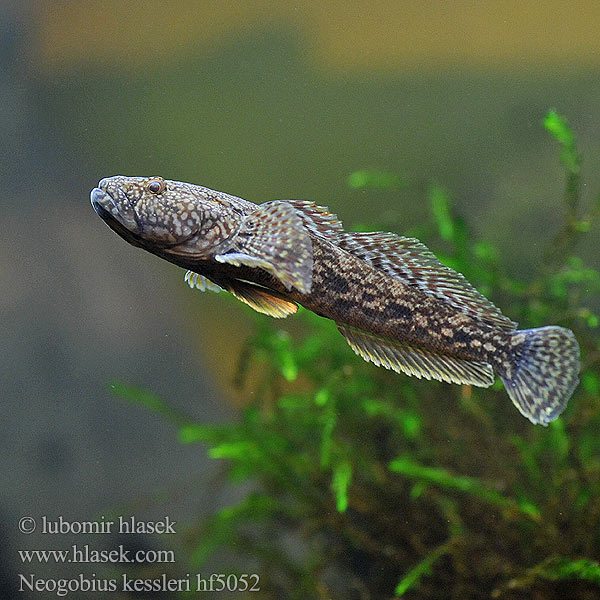 Babka potokowa Býčko hlavatý Neogobius kessleri Kessler-Grundel Hlaváč Kesslerův Bighead goby Guvid baltă Kessler-géb Бычок-головач Gobie Kessler Kesslers grondel Бичок-головань Кеслерово попче Ponticola kessleri