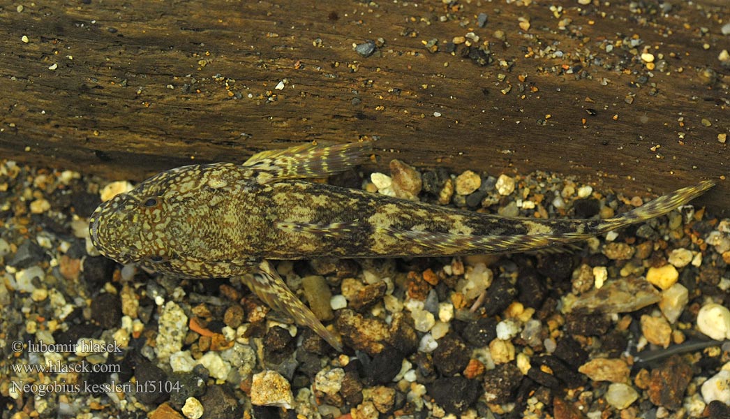 Neogobius kessleri Babka potokowa Býčko hlavatý Kessler-Grundel Hlaváč Kesslerův Bighead goby Guvid baltă Kessler-géb Бычок-головач Gobie Kessler Kesslers grondel Бичок-головань Кеслерово попче Ponticola kessleri