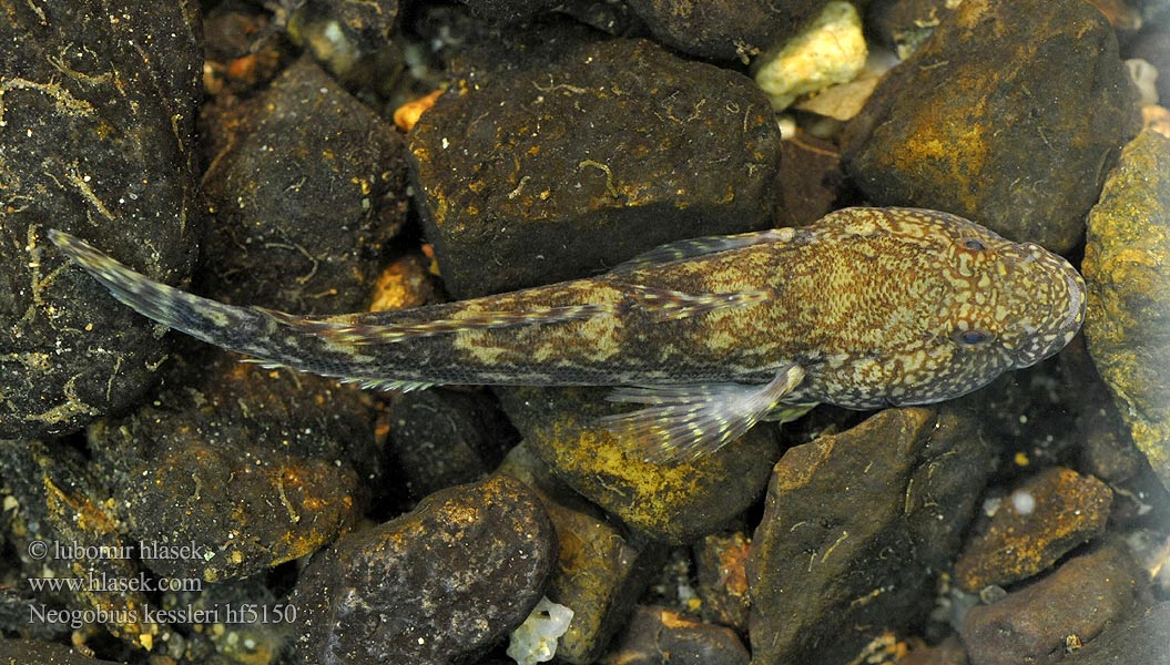 Býčko hlavatý Neogobius kessleri Babka potokowa Kessler-Grundel Hlaváč Kesslerův Bighead goby Guvid baltă Kessler-géb Бычок-головач Gobie Kessler Kesslers grondel Бичок-головань Кеслерово попче Ponticola kessleri