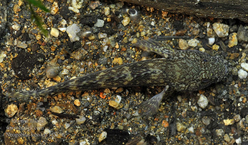 Neogobius kessleri Býčko hlavatý Babka potokowa Kessler-Grundel Hlaváč Kesslerův Bighead goby Guvid baltă Kessler-géb Бычок-головач Gobie Kessler Kesslers grondel Бичок-головань Кеслерово попче Ponticola kessleri