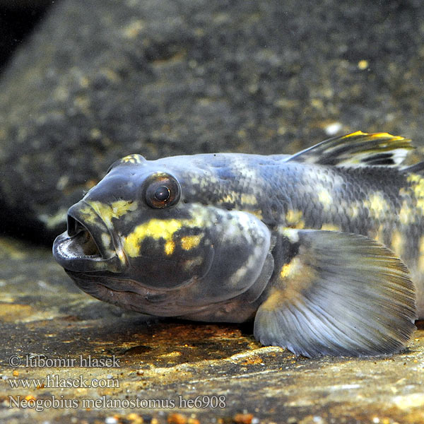 Neogobius melanostomus Schwarzmund-Grundel Round goby