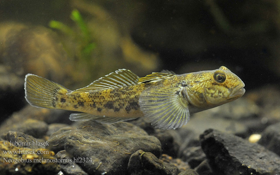 Neogobius melanostomus Býčko čiernoústy Kum kaya balığı