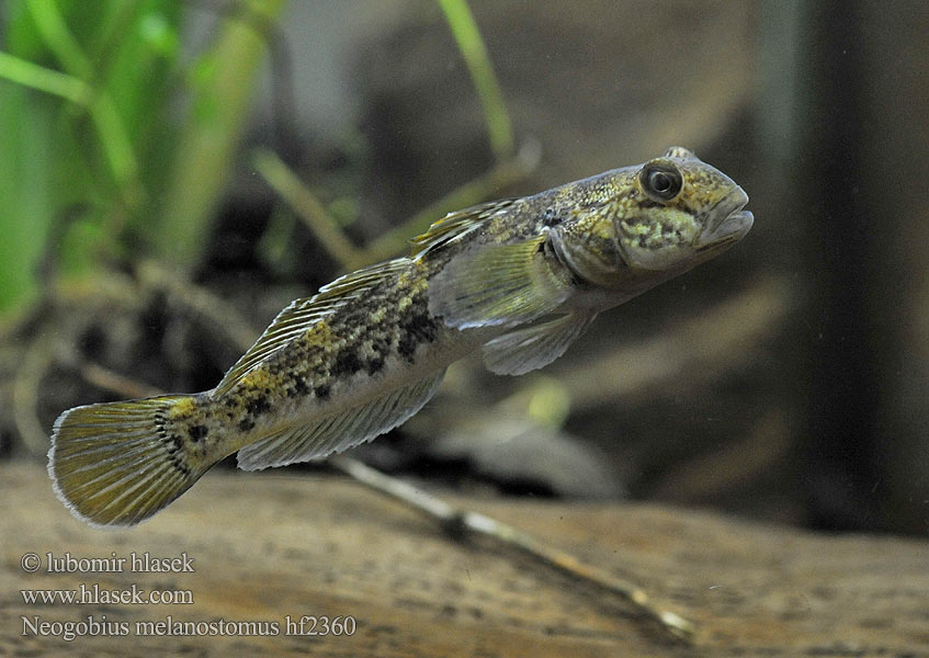 Neogobius melanostomus Schwarzmund-Grundel Býčko čiernoústy