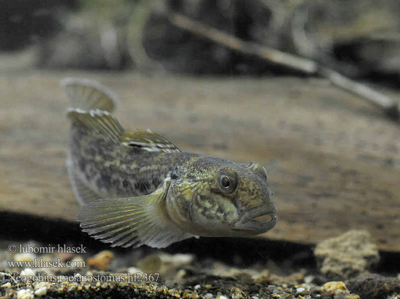 Neogobius melanostomus Round goby Schwarzmund-Grundel