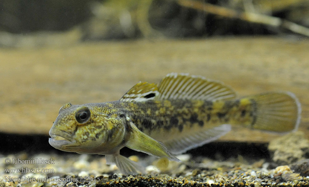 Neogobius melanostomus Hlaváč černoústý Round goby