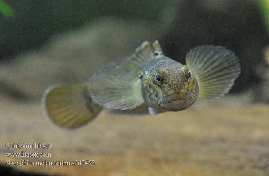 Feketeszájú géb Neogobius melanostomus Hlaváč černoústý