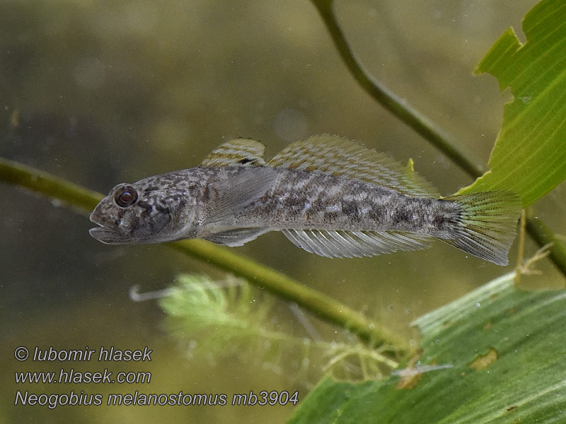 Hlaváč černoústý Neogobius melanostomus