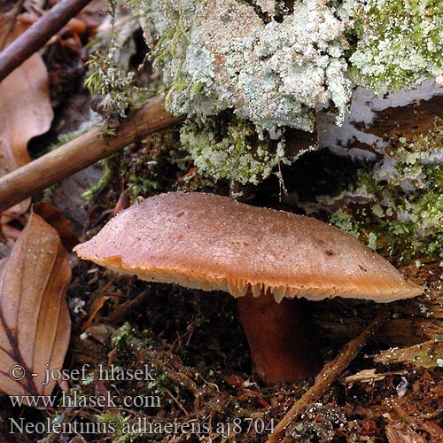 Neolentinus adhaerens Lentinus adhaesus pulverulentus