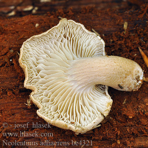 Lentinus adhaesus pulverulentus Houževnatec přivázlý