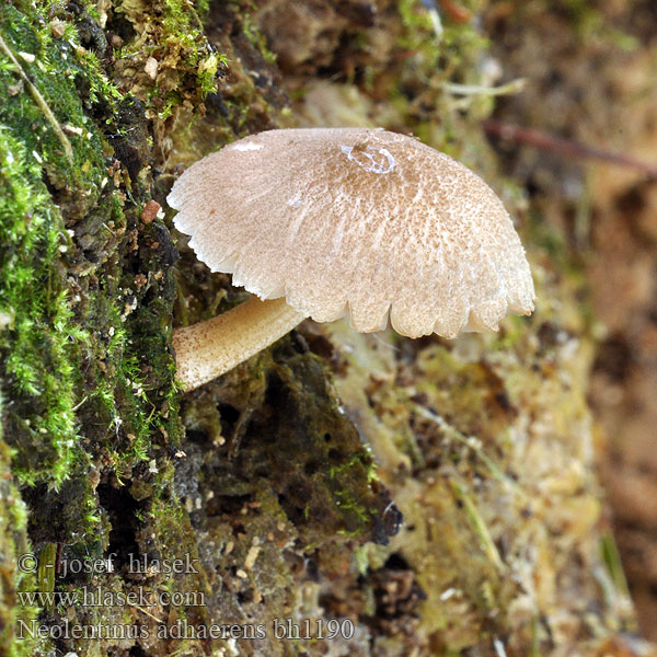 Neolentinus adhaerens bh1190