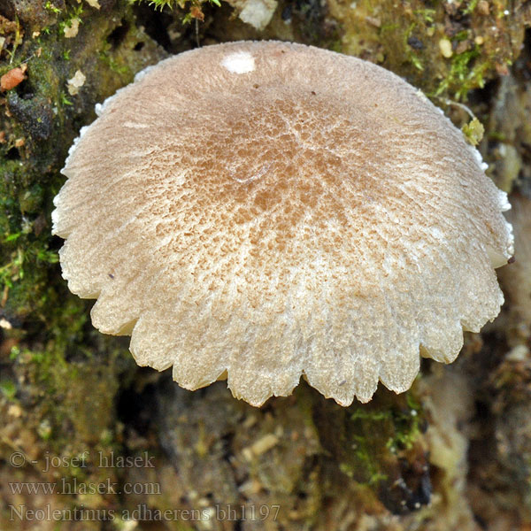 Lentinus adhaesus Houževnatec přivázlý