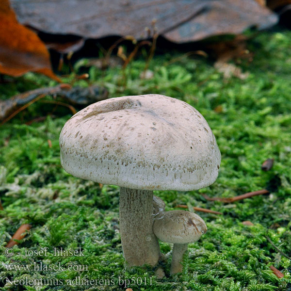 Lentinus adhaesus Houževnatec přivázlý Twardziak lepki