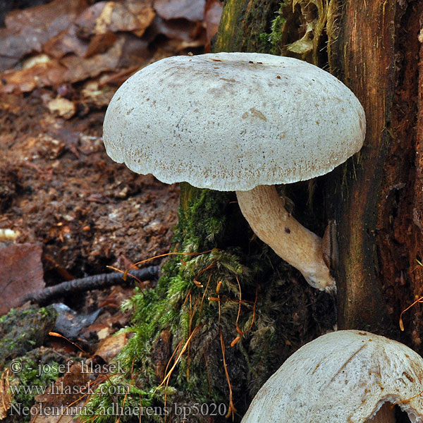 Neolentinus_adhaerens_bp5020