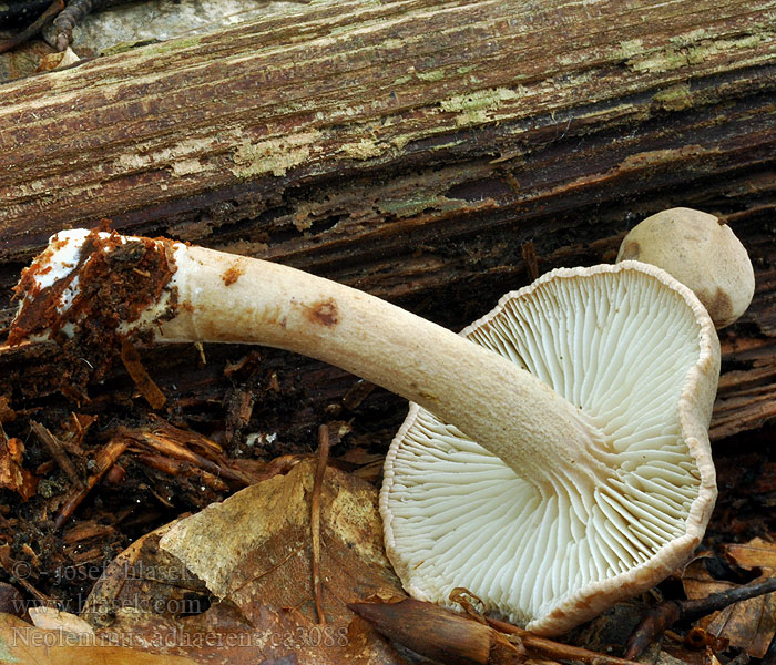 Twardziak lepki Neolentinus adhaerens