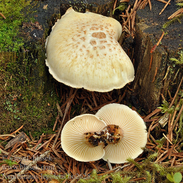 Neolentinus lepideus Syllsvamp Ratapölkkysieni Lentin écailleux Svillesopp Пилолистник чешуйчатый Train wrecker Scaly lentinus